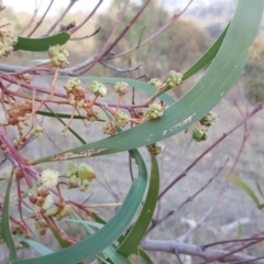 Dasineura sp. (genus) at Jerrabomberra, ACT - 9 May 2018