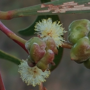 Dasineura sp. (genus) at Jerrabomberra, ACT - 9 May 2018
