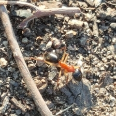 Camponotus nigriceps (Black-headed sugar ant) at Isaacs Ridge - 9 May 2018 by Mike