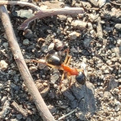 Camponotus nigriceps (Black-headed sugar ant) at Jerrabomberra, ACT - 9 May 2018 by Mike