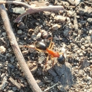 Camponotus nigriceps at Jerrabomberra, ACT - 9 May 2018