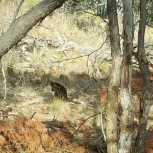 Wallabia bicolor at Isaacs Ridge - 9 May 2018