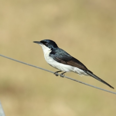 Myiagra inquieta (Restless Flycatcher) at Jellat Jellat, NSW - 9 May 2018 by Leo