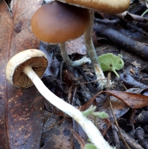 Psilocybe sp. at suppressed - 9 May 2018