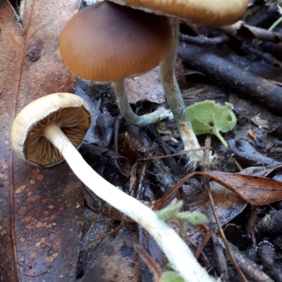 Psilocybe sp. (Psilocybe) by purple66