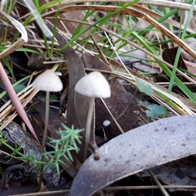 Unidentified at Tidbinbilla Nature Reserve - 9 May 2018 by purple66