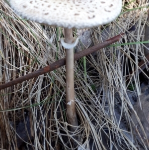 Macrolepiota sp. at Paddys River, ACT - 9 May 2018