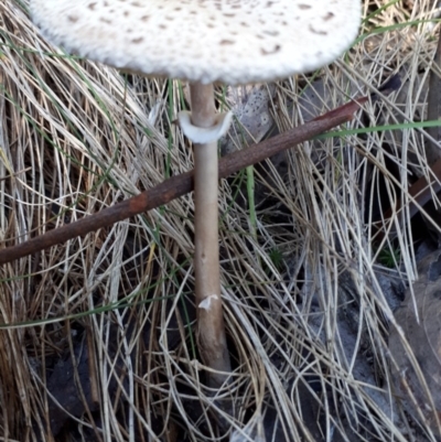 Macrolepiota sp. at Paddys River, ACT - 9 May 2018 by purple66