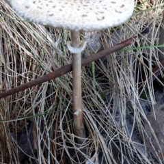 Macrolepiota sp. at Paddys River, ACT - 9 May 2018 by purple66