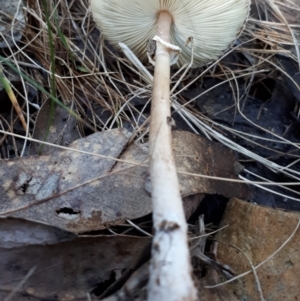 Macrolepiota sp. at Paddys River, ACT - 9 May 2018 12:29 PM