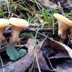 zz agaric (stem; gills white/cream) at Paddys River, ACT - 9 May 2018 by purple66