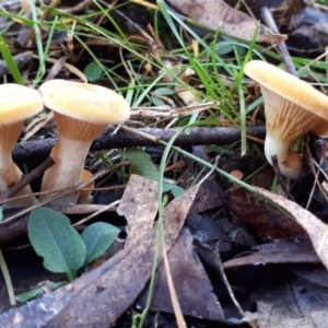 zz agaric (stem; gills white/cream) at Paddys River, ACT - 9 May 2018