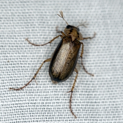 Telura sp. (genus) (A scarab beetle) at Tidbinbilla Nature Reserve - 9 May 2018 by ibaird