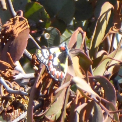 Delias aganippe (Spotted Jezebel) at Lake Ginninderra - 9 May 2018 by Christine