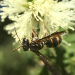 Lasioglossum (Australictus) peraustrale (Halictid bee) at ANBG - 17 Oct 2017 by PeterA