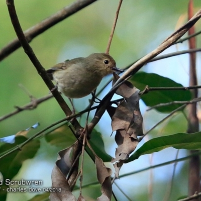 Sericornis magnirostra (Large-billed Scrubwren) at Undefined - 2 Apr 2018 by Charles Dove