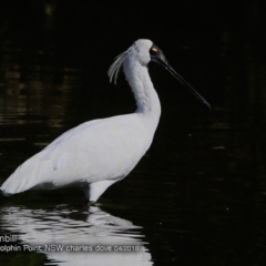 Platalea regia (Royal Spoonbill) at Wairo Beach and Dolphin Point - 6 Apr 2018 by Charles Dove