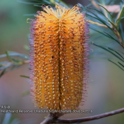 Banksia spinulosa var. spinulosa (Hairpin Banksia) at South Pacific Heathland Reserve - 3 Apr 2018 by Charles Dove