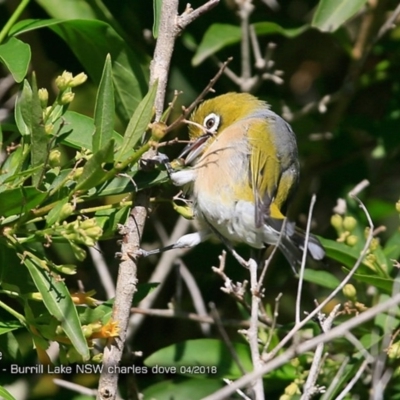 Zosterops lateralis (Silvereye) at Wairo Beach and Dolphin Point - 7 Apr 2018 by CharlesDove