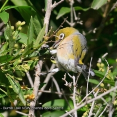 Zosterops lateralis (Silvereye) at Burrill Lake, NSW - 6 Apr 2018 by Charles Dove
