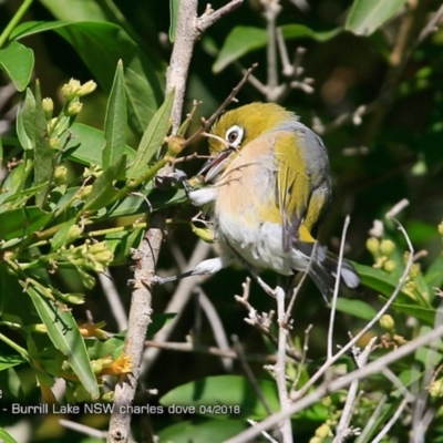 Zosterops lateralis (Silvereye) at Wairo Beach and Dolphin Point - 6 Apr 2018 by Charles Dove
