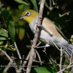 Zosterops lateralis at Burrill Lake, NSW - 7 Apr 2018