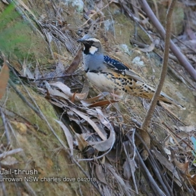 Cinclosoma punctatum (Spotted Quail-thrush) at Currowan State Forest - 3 Apr 2018 by CharlesDove