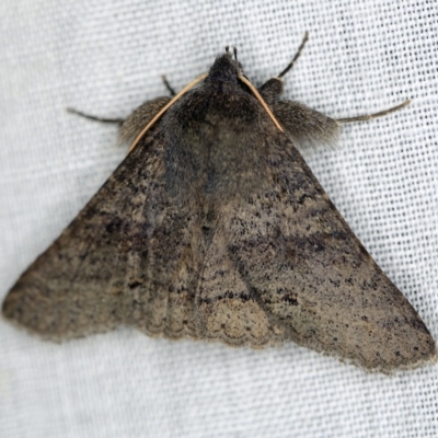 Praxis pandesma (Variable Praxis) at Tidbinbilla Nature Reserve - 9 May 2018 by ibaird