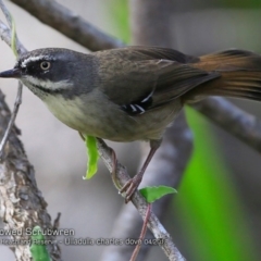 Sericornis frontalis (White-browed Scrubwren) at South Pacific Heathland Reserve - 3 Apr 2018 by Charles Dove