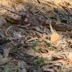 Notechis scutatus (Tiger Snake) at Currowan State Forest - 3 Apr 2018 by CharlesDove