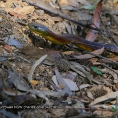 Notechis scutatus at Currowan State Forest - 3 Apr 2018 12:00 AM