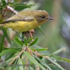 Acanthiza nana (Yellow Thornbill) at Ulladulla, NSW - 6 Apr 2018 by CharlesDove