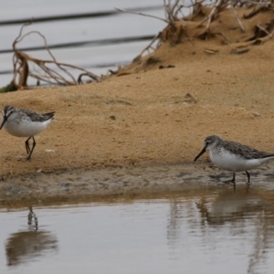 Calidris falcinellus at Jervis Bay National Park - suppressed