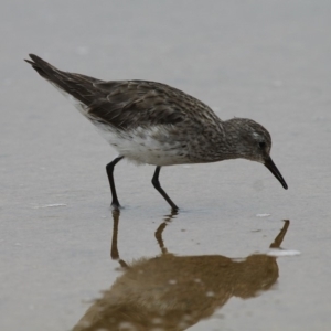 Calidris fuscicollis at Jervis Bay National Park - suppressed