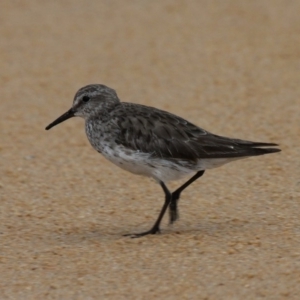 Calidris fuscicollis at Jervis Bay National Park - suppressed