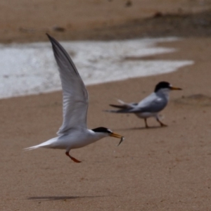 Sternula albifrons at Jervis Bay National Park - 13 Jan 2015 12:20 PM