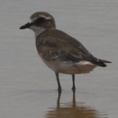 Anarhynchus mongolus (Siberian Sand-Plover) at Jervis Bay National Park - 13 Jan 2015 by HarveyPerkins