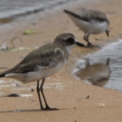 Anarhynchus mongolus at Jervis Bay National Park - 13 Jan 2015