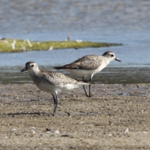 Pluvialis squatarola at Jervis Bay National Park - 1 Jan 2016