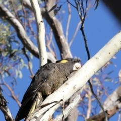 Zanda funerea (Yellow-tailed Black-Cockatoo) at Bruce Ridge - 10 May 2018 by AlisonMilton