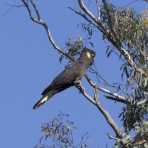 Zanda funerea at Bruce, ACT - 10 May 2018