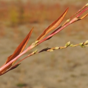 Persicaria hydropiper at Paddys River, ACT - 9 Apr 2018