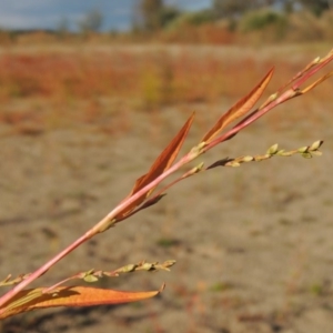 Persicaria hydropiper at Paddys River, ACT - 9 Apr 2018