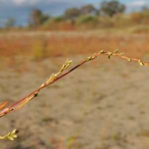 Persicaria hydropiper at Paddys River, ACT - 9 Apr 2018