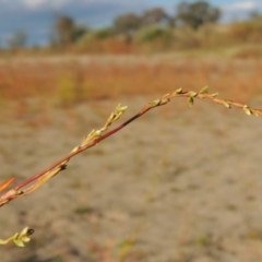 Persicaria hydropiper at Paddys River, ACT - 9 Apr 2018