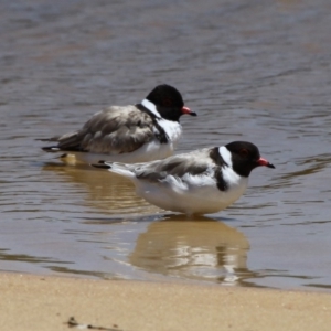 Charadrius rubricollis at suppressed - 21 Nov 2010