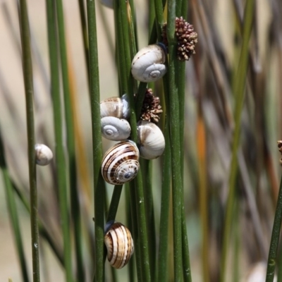 Unidentified Sea Snail or Limpet (Gastropoda) at Tabourie Lake Walking Track - 21 Nov 2010 by HarveyPerkins