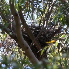 Accipiter novaehollandiae (Grey Goshawk) at Ulladulla, NSW - 20 Nov 2010 by HarveyPerkins