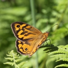 Heteronympha merope (Common Brown Butterfly) at Ulladulla, NSW - 21 Nov 2010 by HarveyPerkins