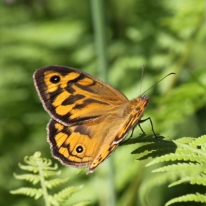 Heteronympha merope at Ulladulla, NSW - 21 Nov 2010